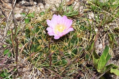 Gymnocalycium monvillei