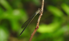 Pseudagrion ignifer