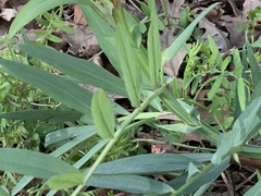 Lathyrus vestitus