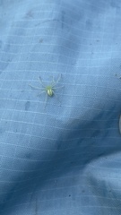 Xestotrachelus robustus