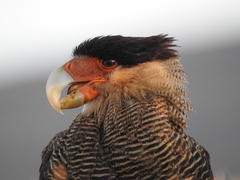 Caracara plancus plancus