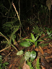 Prescottia stachyodes