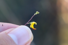 Utricularia trichophylla