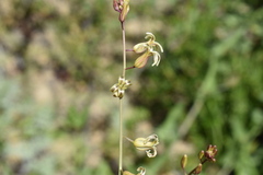 Caulanthus heterophyllus