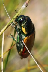 Temognatha variabilis