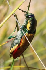 Temognatha variabilis