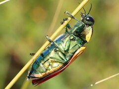 Temognatha variabilis