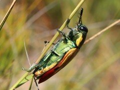 Temognatha variabilis