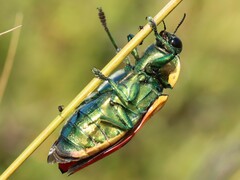 Temognatha variabilis