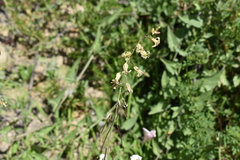 Caulanthus heterophyllus