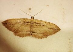 Austrocidaria gobiata