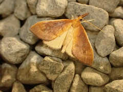 Mnesictena flavidalis