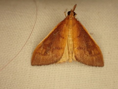 Mnesictena flavidalis