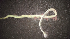 Ahaetulla
