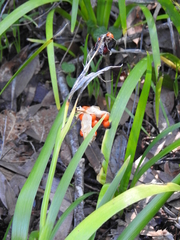 Iris foetidissima