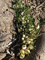 Ornithogalum umbellatum