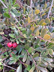 Arctostaphylos uva-ursi