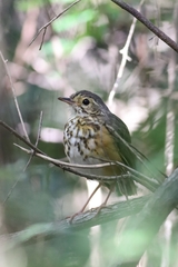 Hylopezus ochroleucus