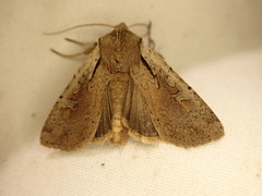 Ichneutica atristriga