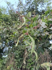 Pithecellobium lanceolatum