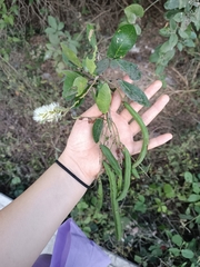 Pithecellobium lanceolatum