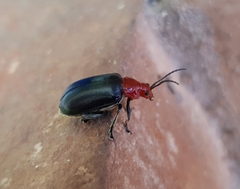 Cacoscelis nigripennis