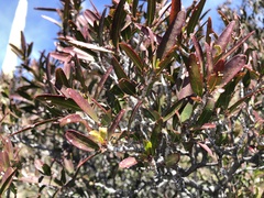 Pleradenophora bilocularis