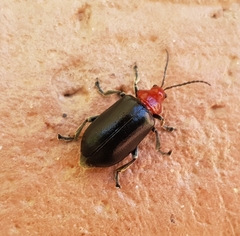 Cacoscelis nigripennis