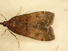 Eudonia asterisca