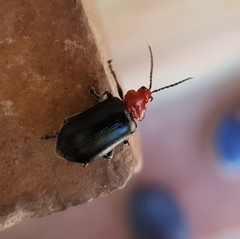 Cacoscelis nigripennis