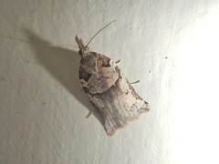 Harmologa amplexana
