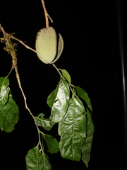 Mortoniodendron abelianum