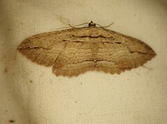 Austrocidaria gobiata