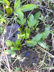 Sanicula bipinnatifida