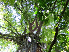 Ficus dendrocida