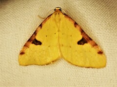 Epiphryne xanthaspis