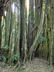 Ficus dendrocida