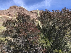 Pleradenophora bilocularis