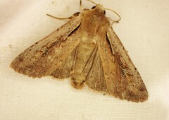 Ichneutica atristriga