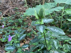 Dicliptera tinctoria