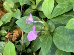 Dicliptera tinctoria