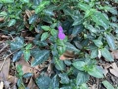 Dicliptera tinctoria