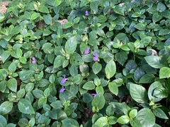 Dicliptera tinctoria