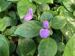 Dicliptera tinctoria