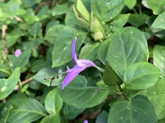 Dicliptera tinctoria