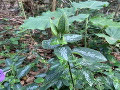 Dicliptera tinctoria