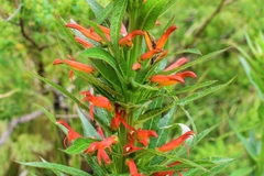 Siphocampylus foliosus