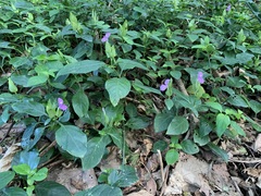 Dicliptera tinctoria