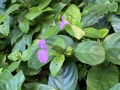 Dicliptera tinctoria