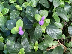 Dicliptera tinctoria